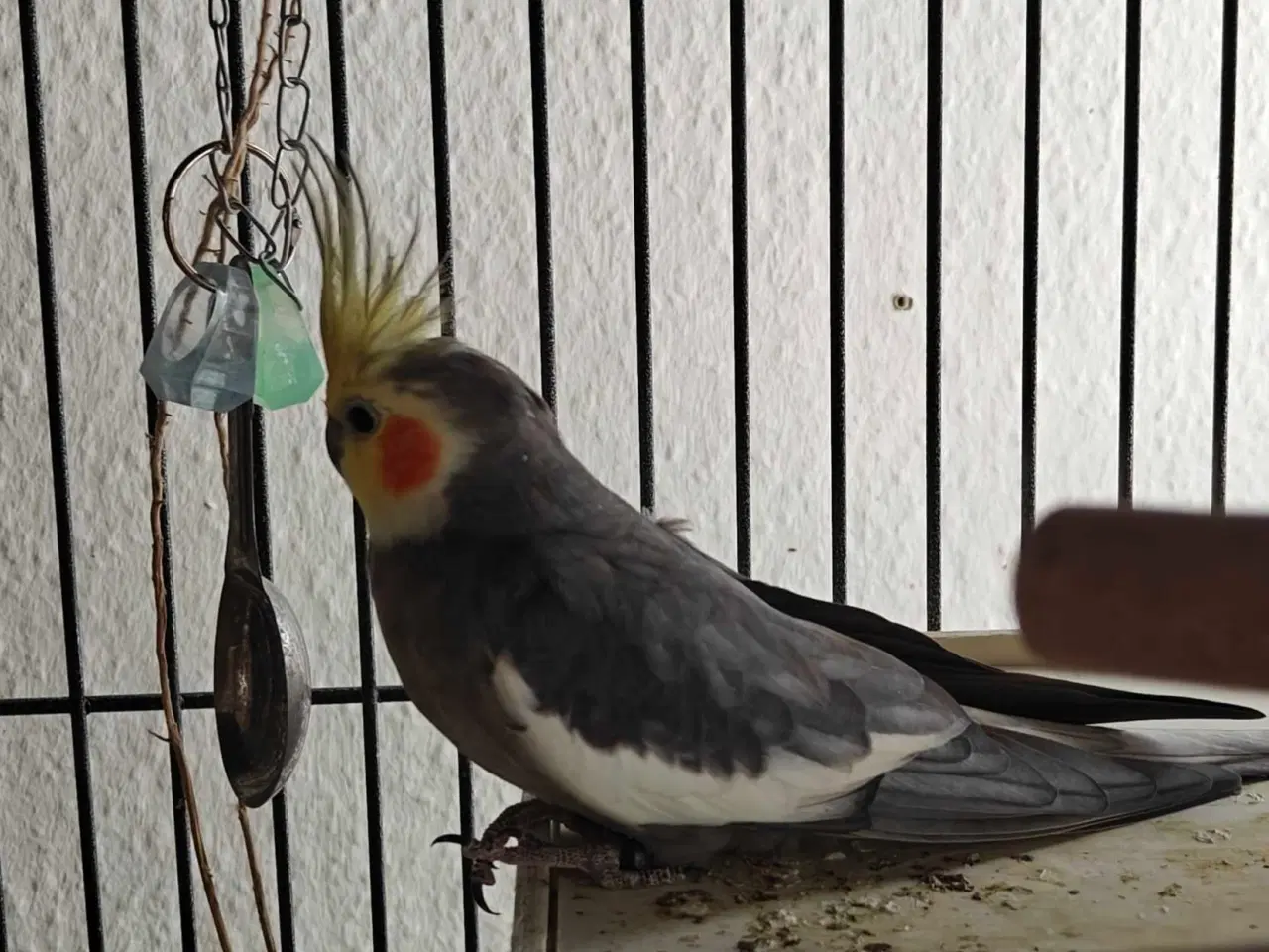 Billede 5 - Nymfeparakitter 