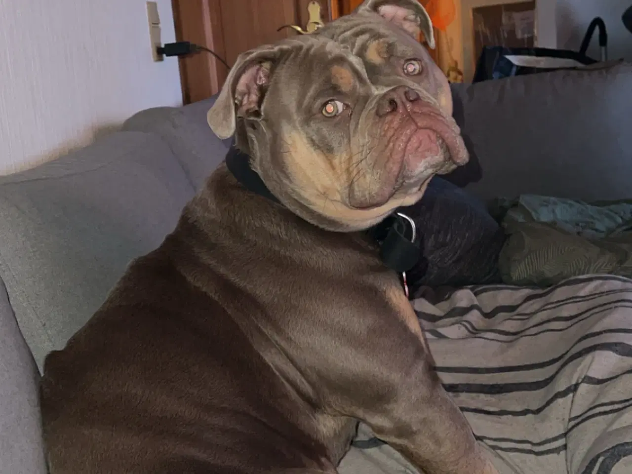 Billede 1 - Old english bulldog