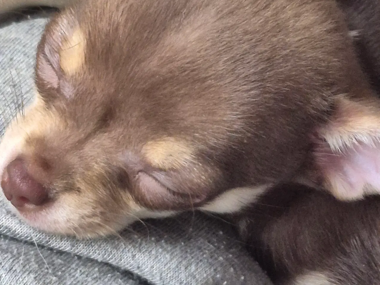 Billede 2 - Chihuahua hvalpe 