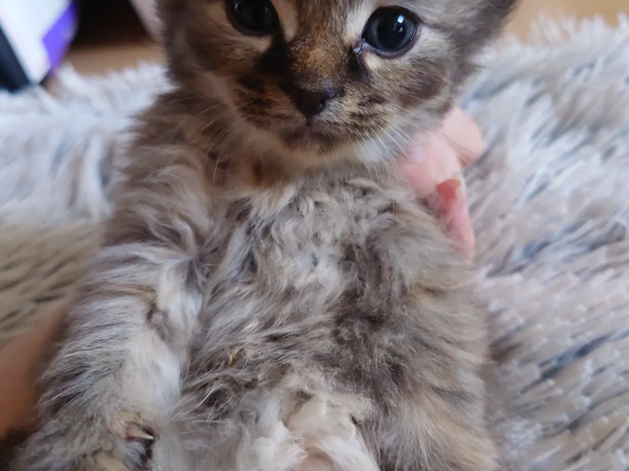 Billede 8 - Maine coon killing Far med tavle