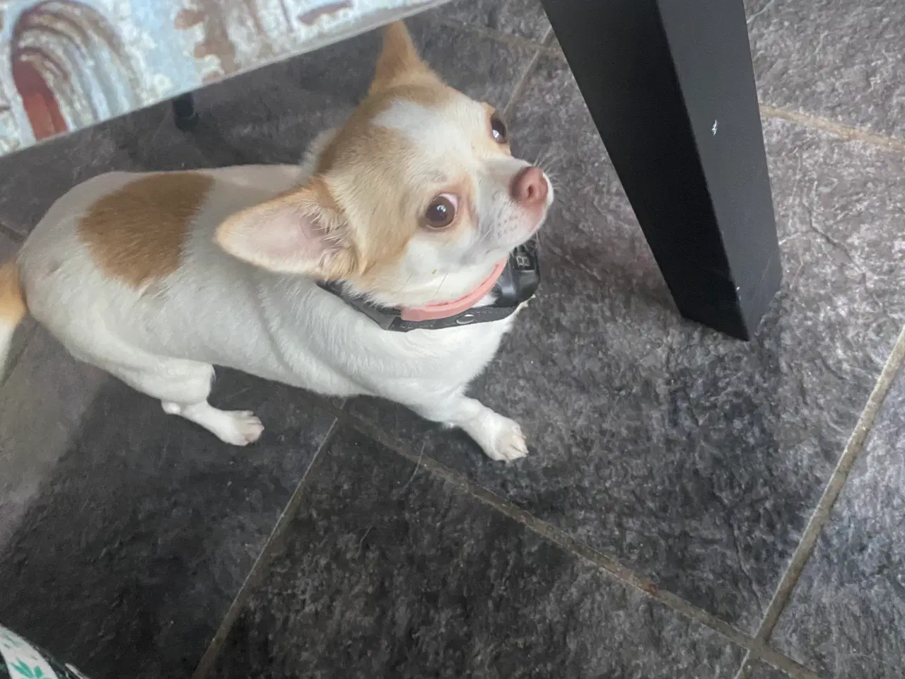 Billede 1 - Hvalp 10 mdr