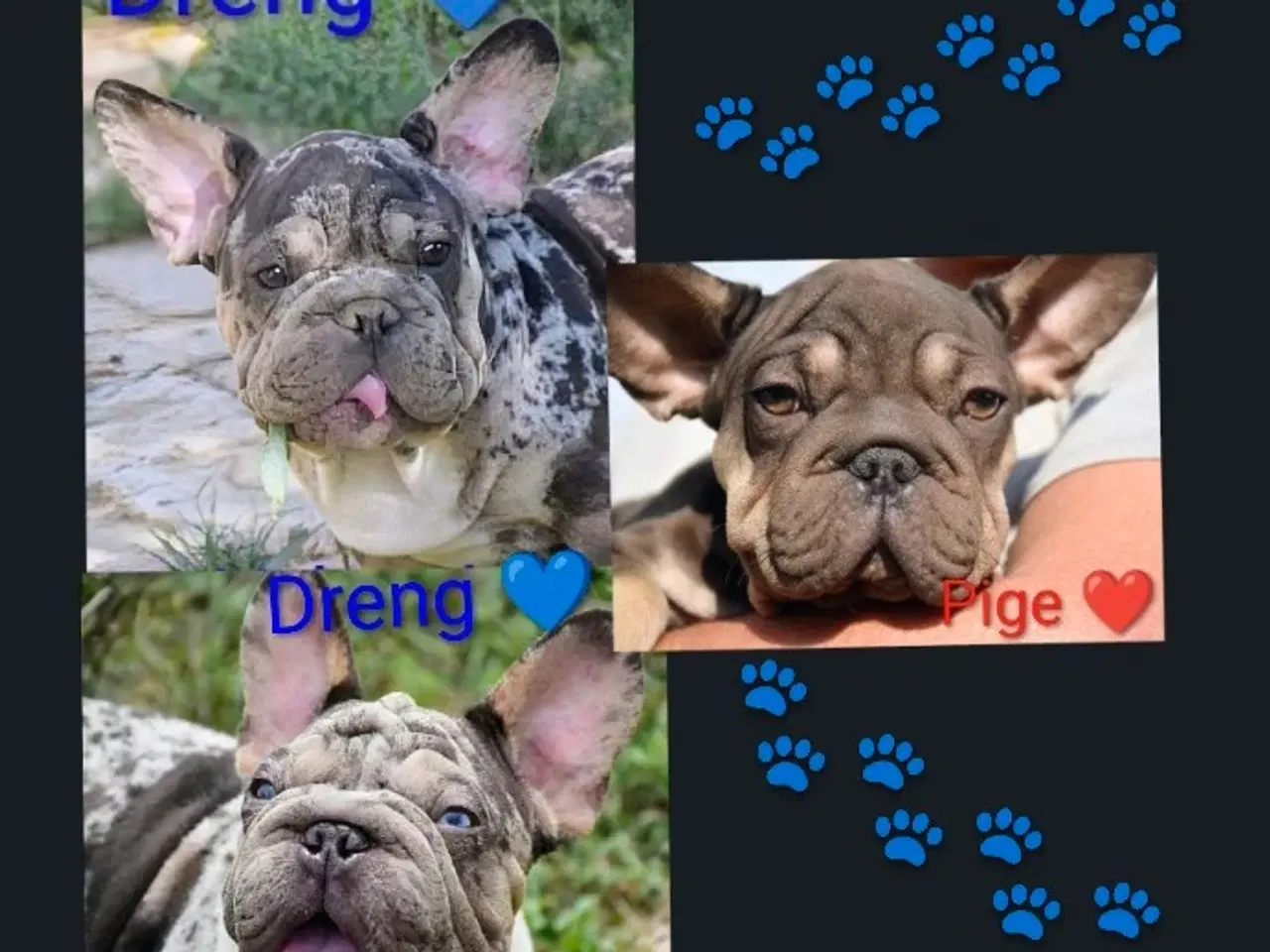 Billede 1 - Fransk bulldog. NEDSAT!