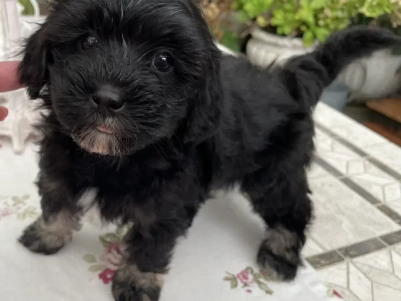 Billede 3 - Lhasa Doodle hvalpe