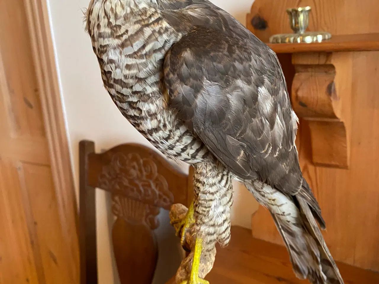 Billede 3 - Udstoppede dyr/fugle