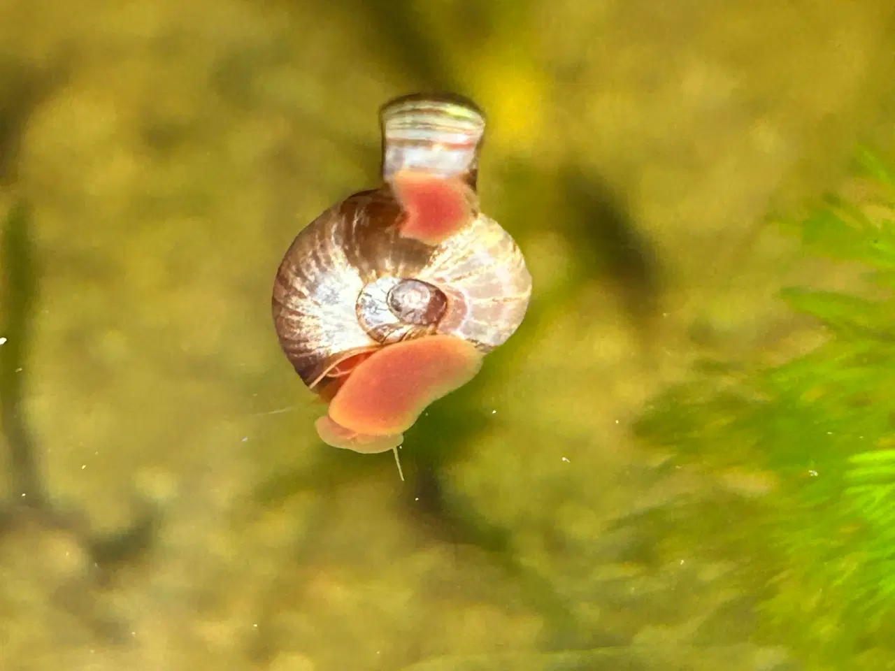 Billede 1 - 🧟‍♂️🐌 Zombie Posthornsnegle – VILDE striber!