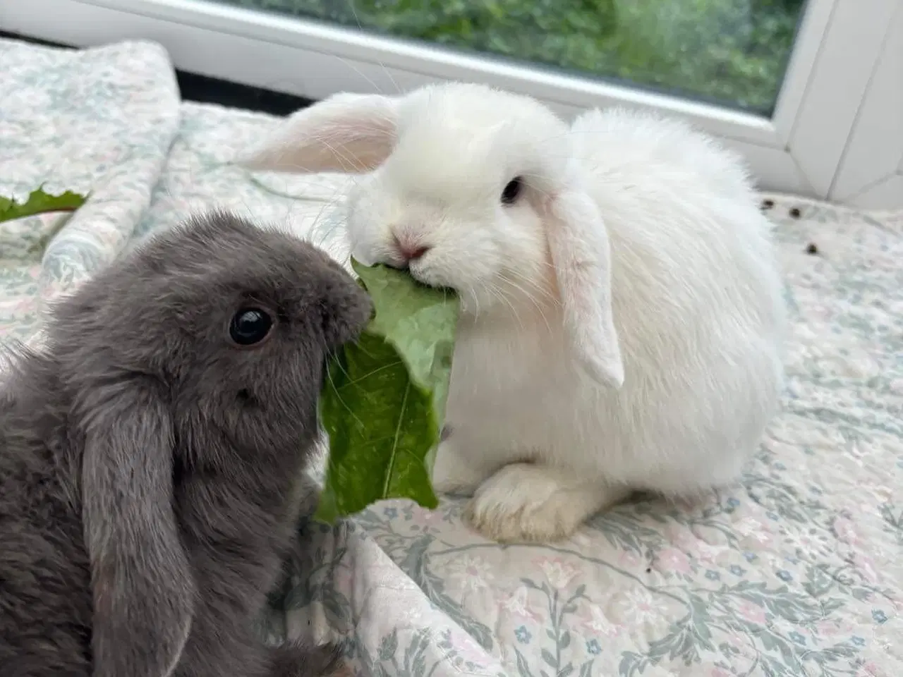 Billede 5 - Minilop kaniner sælges