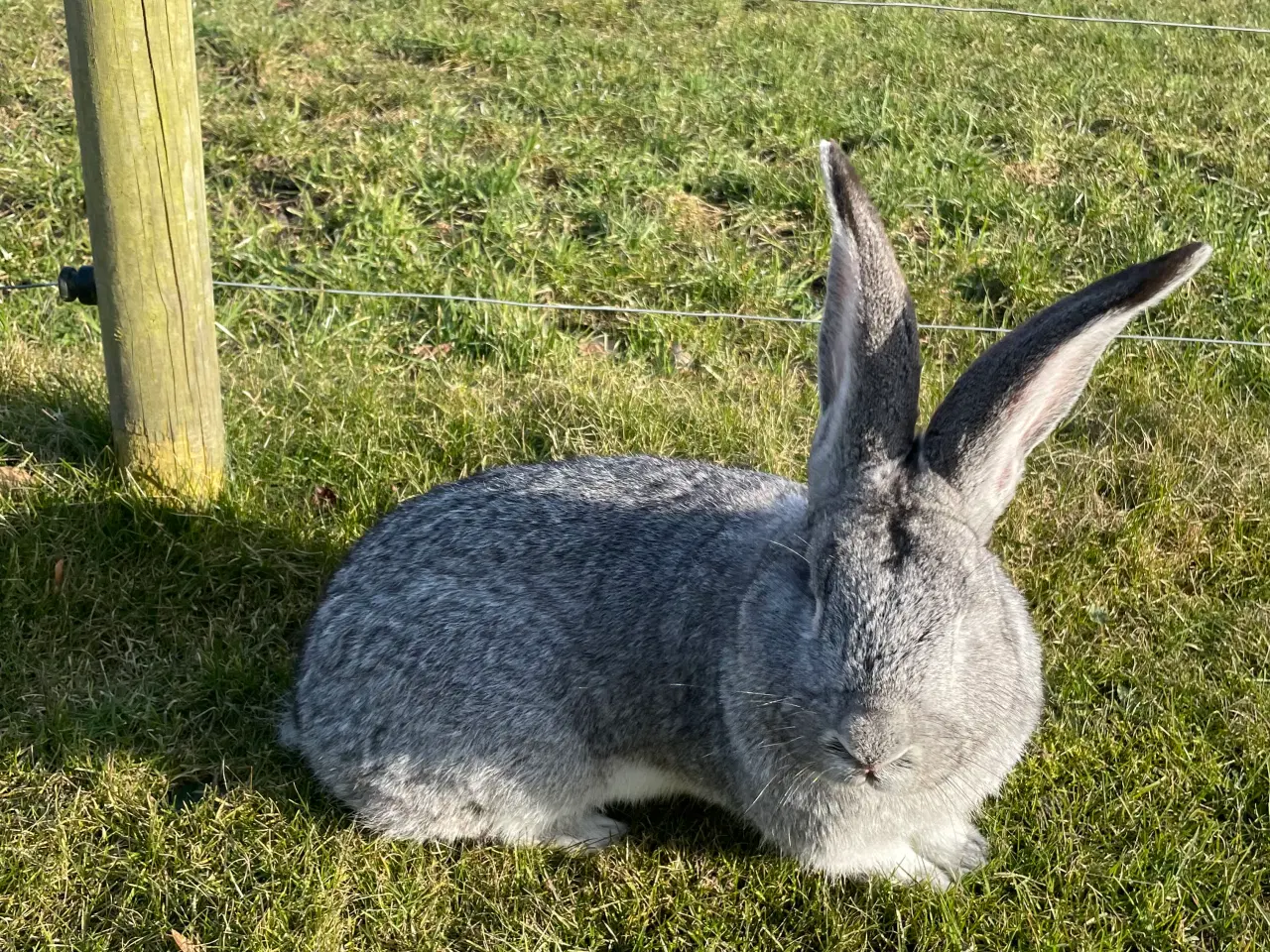 Billede 1 - Belgisk kæmpe han.