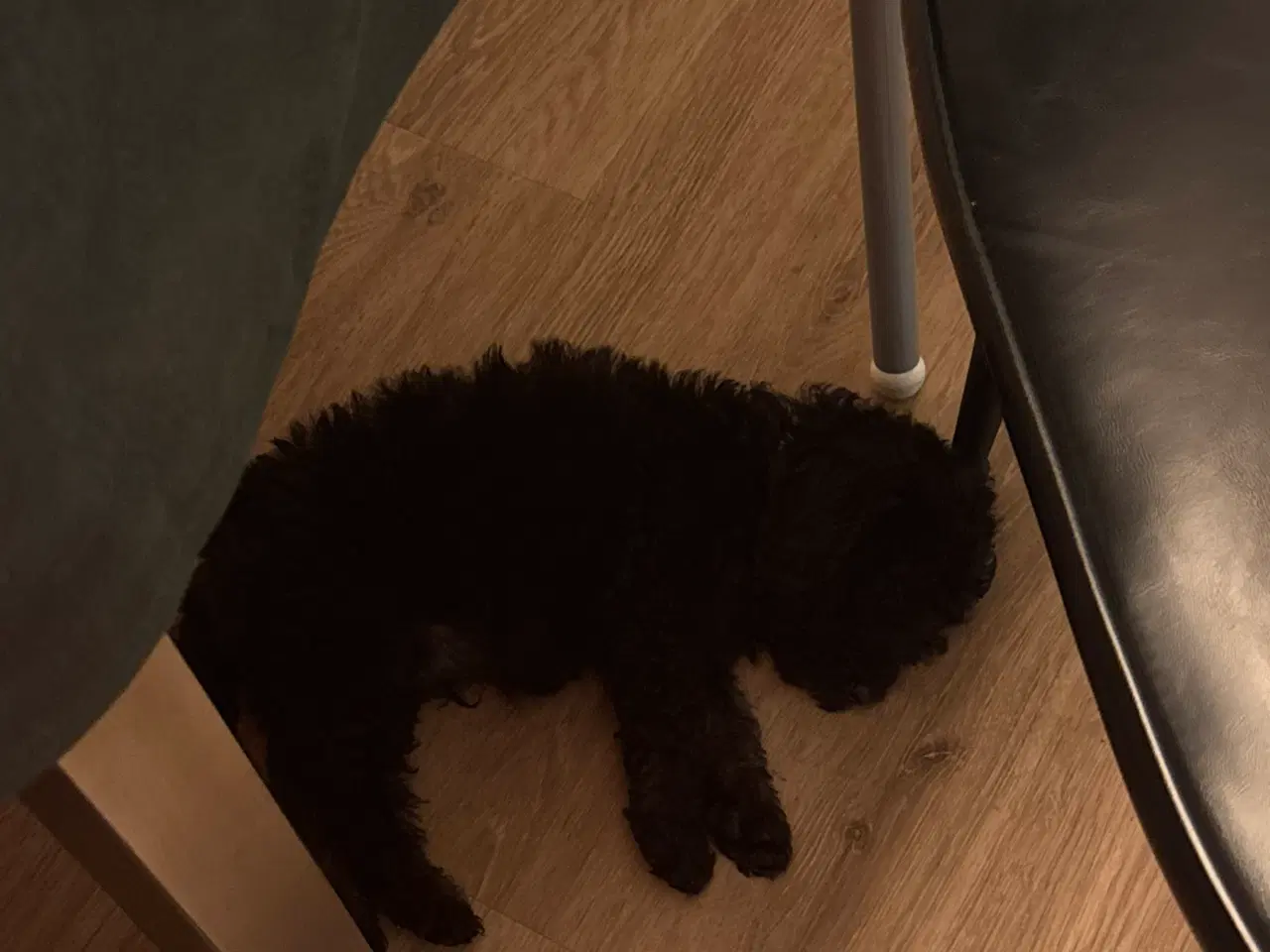 Billede 2 - Labradoodle