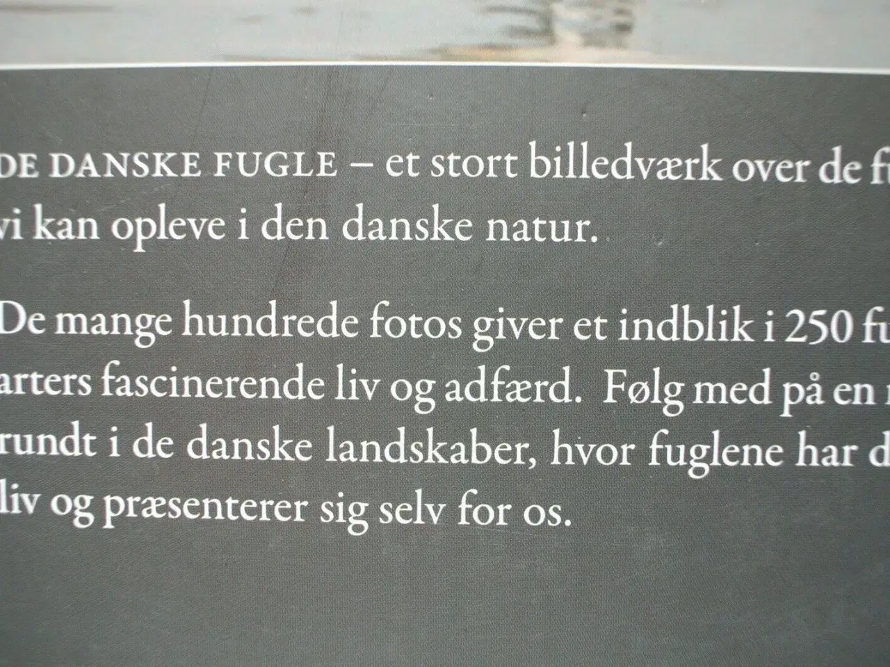 Billede 3 - de danske fugle, af mogens hansen, axel kielland o