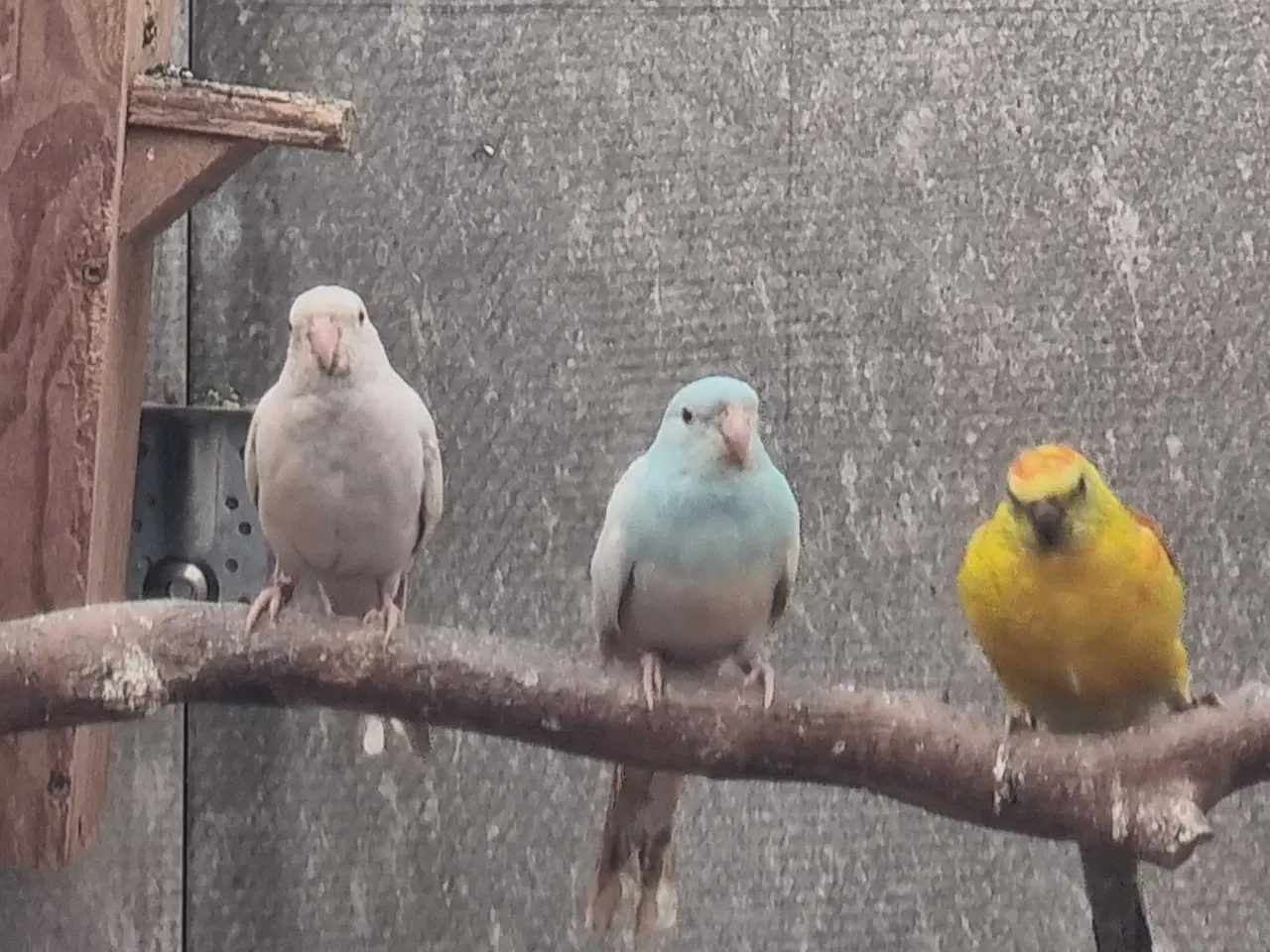 Billede 3 - Sangparakitter