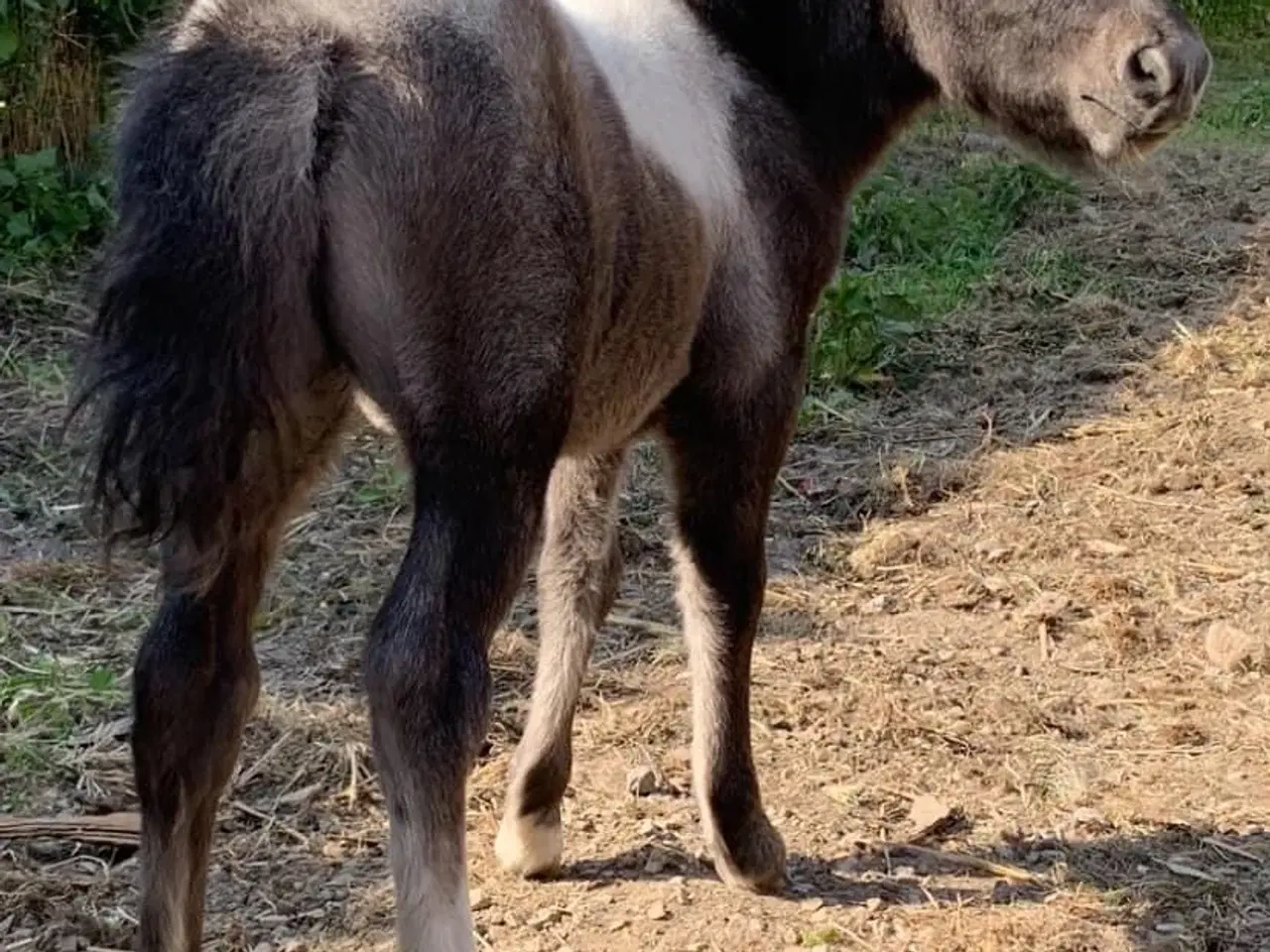 Billede 6 - Mini shetlands hoppeføl