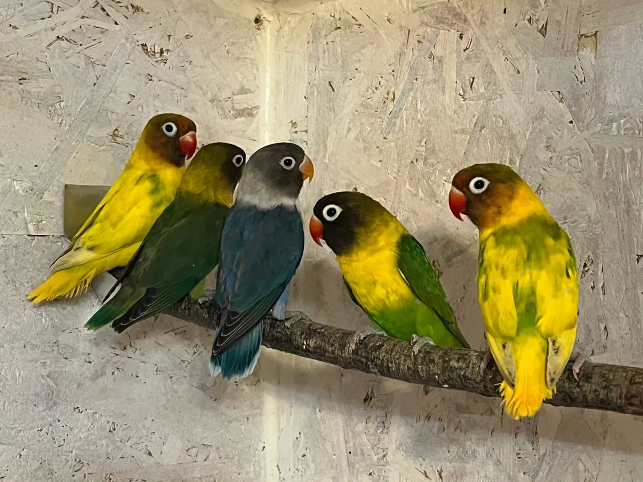 Billede 4 - Sorthovedet Dværgpapegøje 