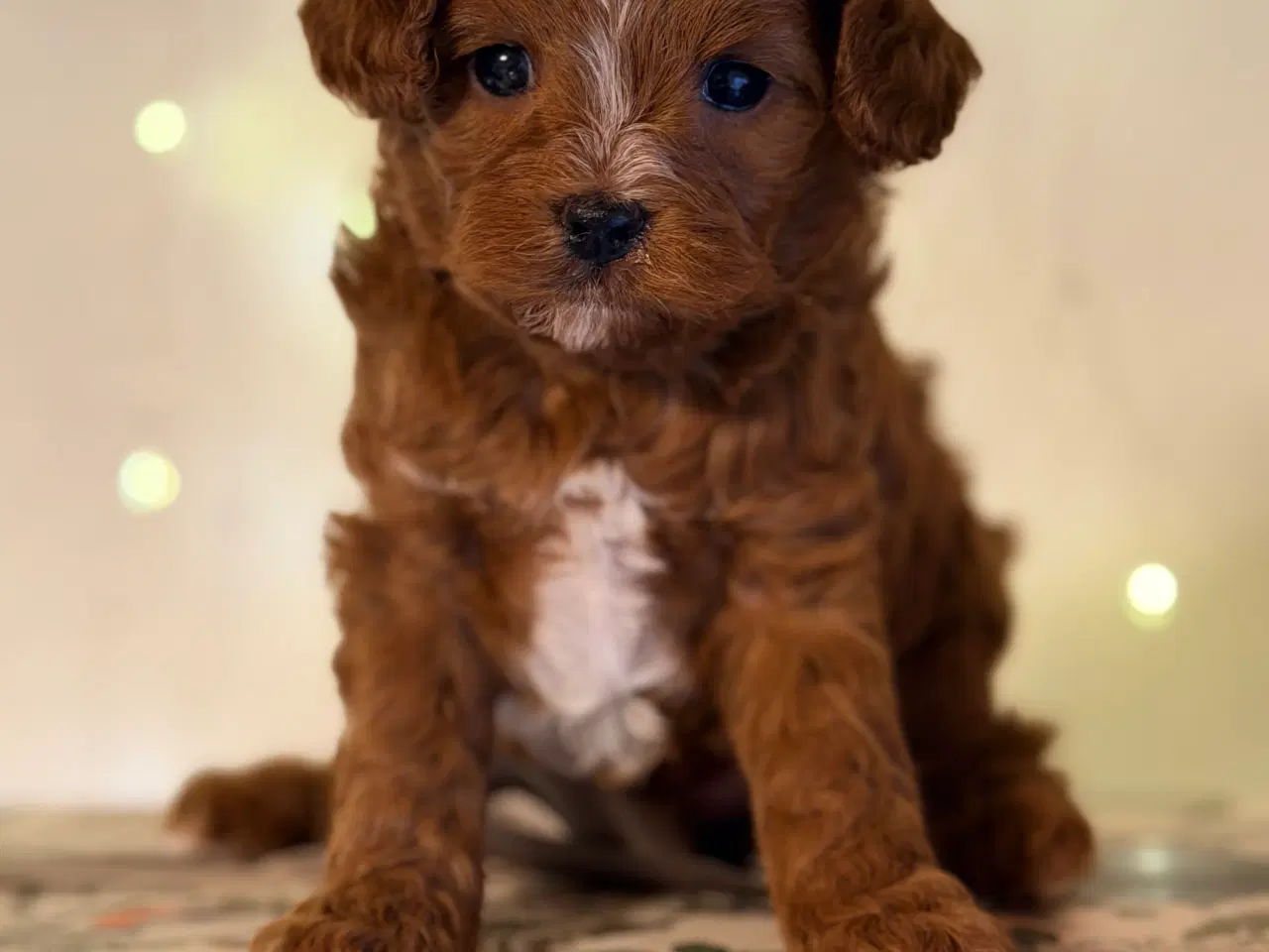 Billede 11 - Cavapoo dreng