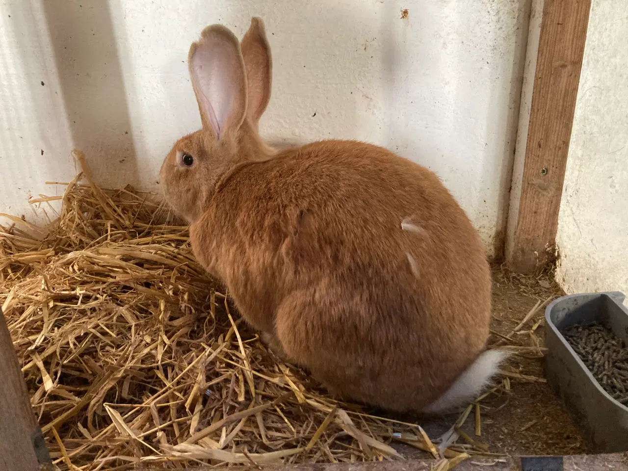 Billede 1 - Fin lille flok af kæmpe kaniner