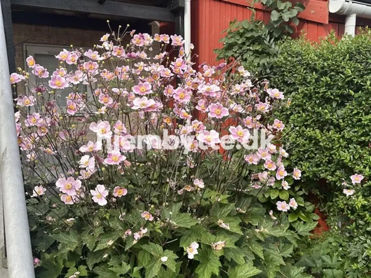 Billede 8 - Hjembytte - Højsletten