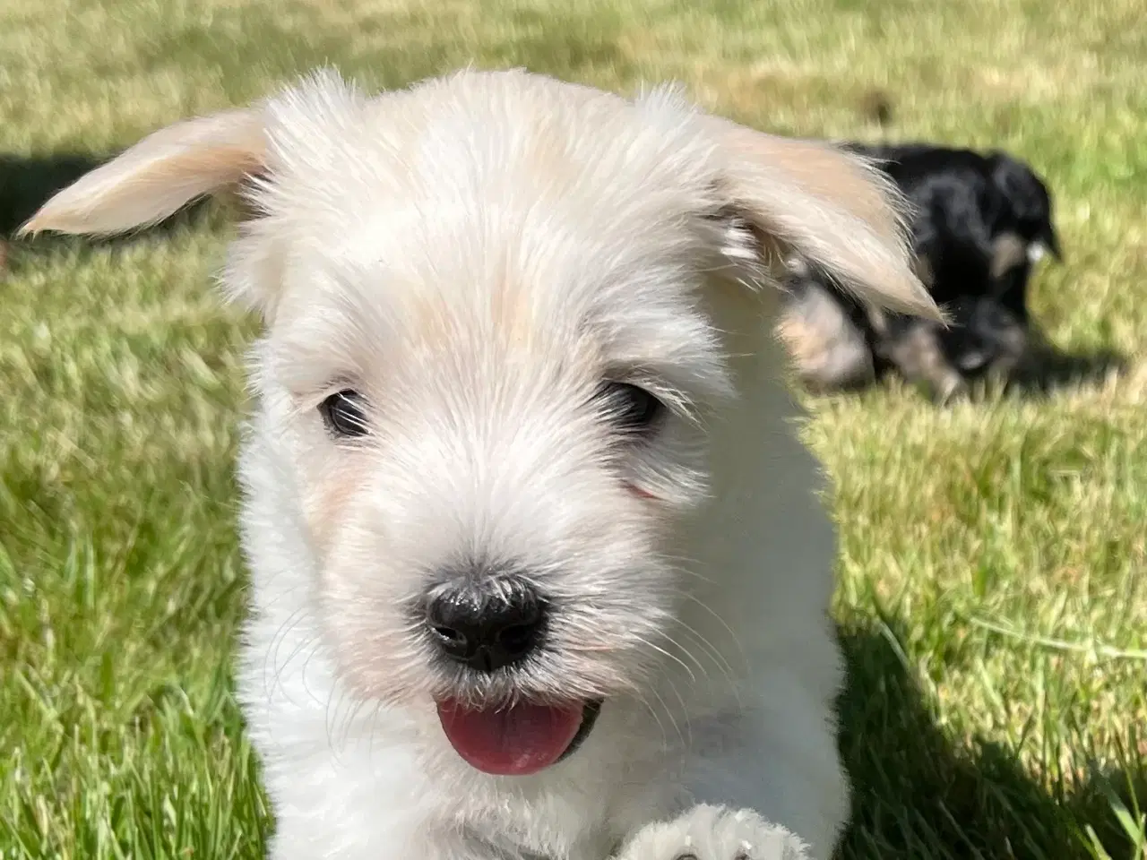 Billede 1 - Klar til sommerferien - Bichon Havanaise hvalpe 