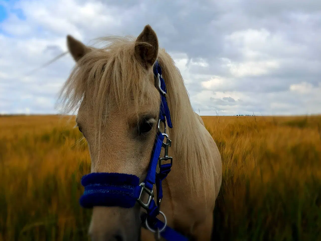 Billede 2 - Sød hingst sælges