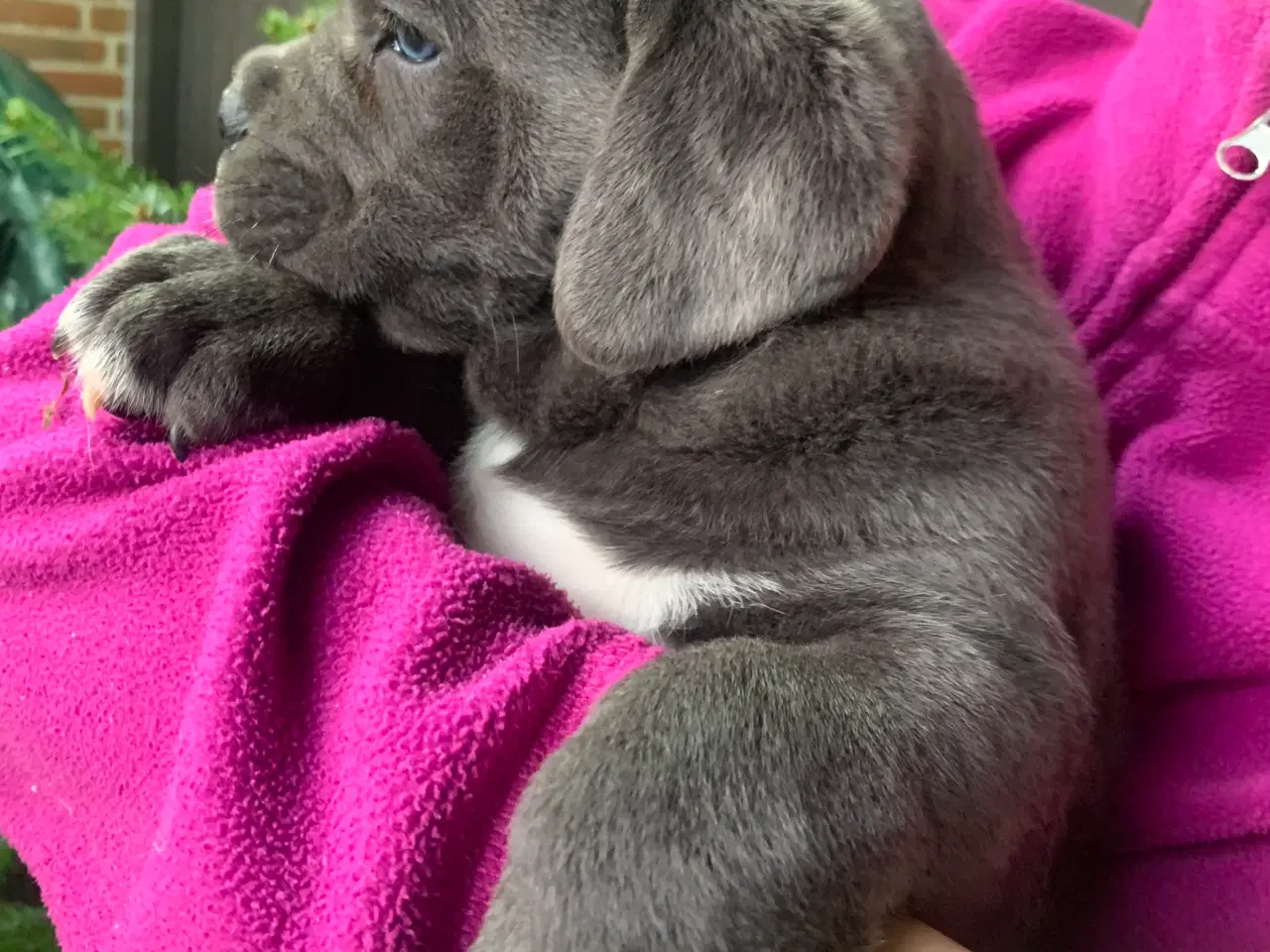 Billede 8 - Cane Corso Italiano hvalpe 