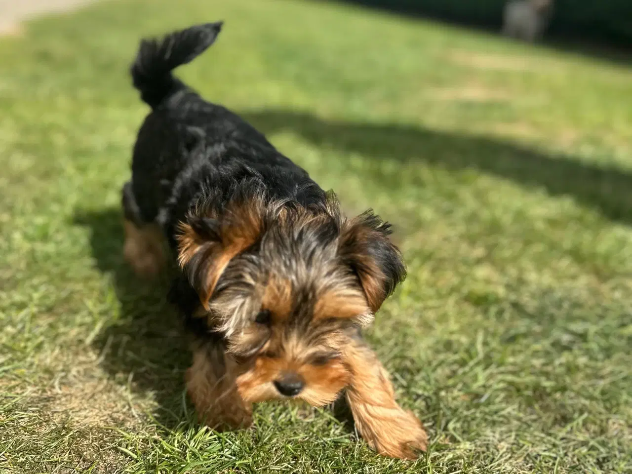 Billede 4 - Yorkshire terrier tæve