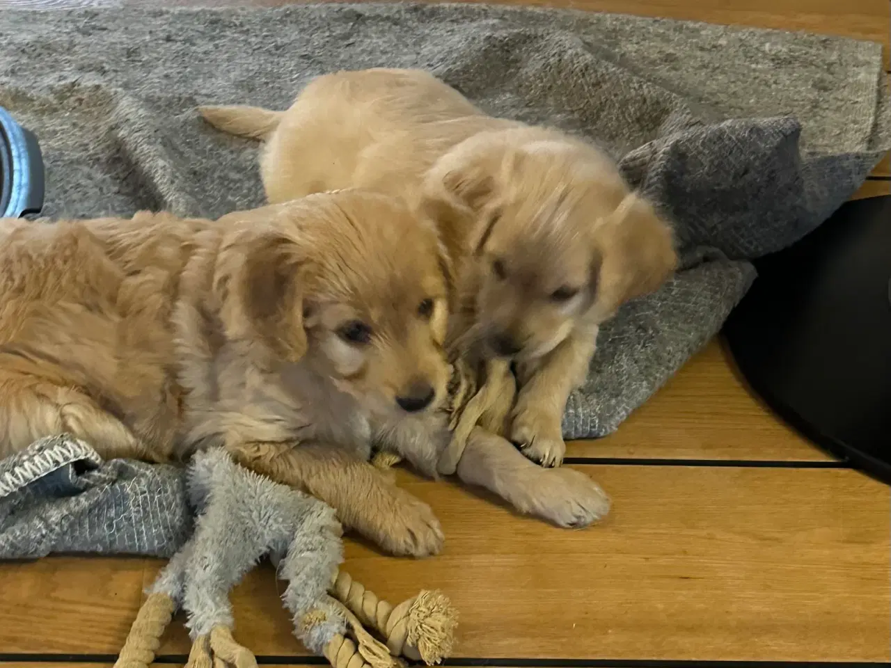 Billede 5 - Goldendoodle