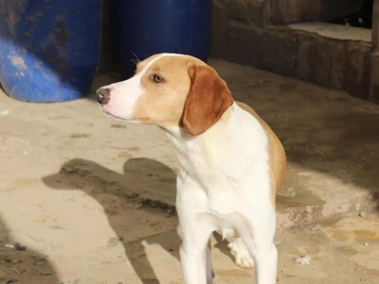 Billede 6 - Søde Riga søger sit helt eget hjem