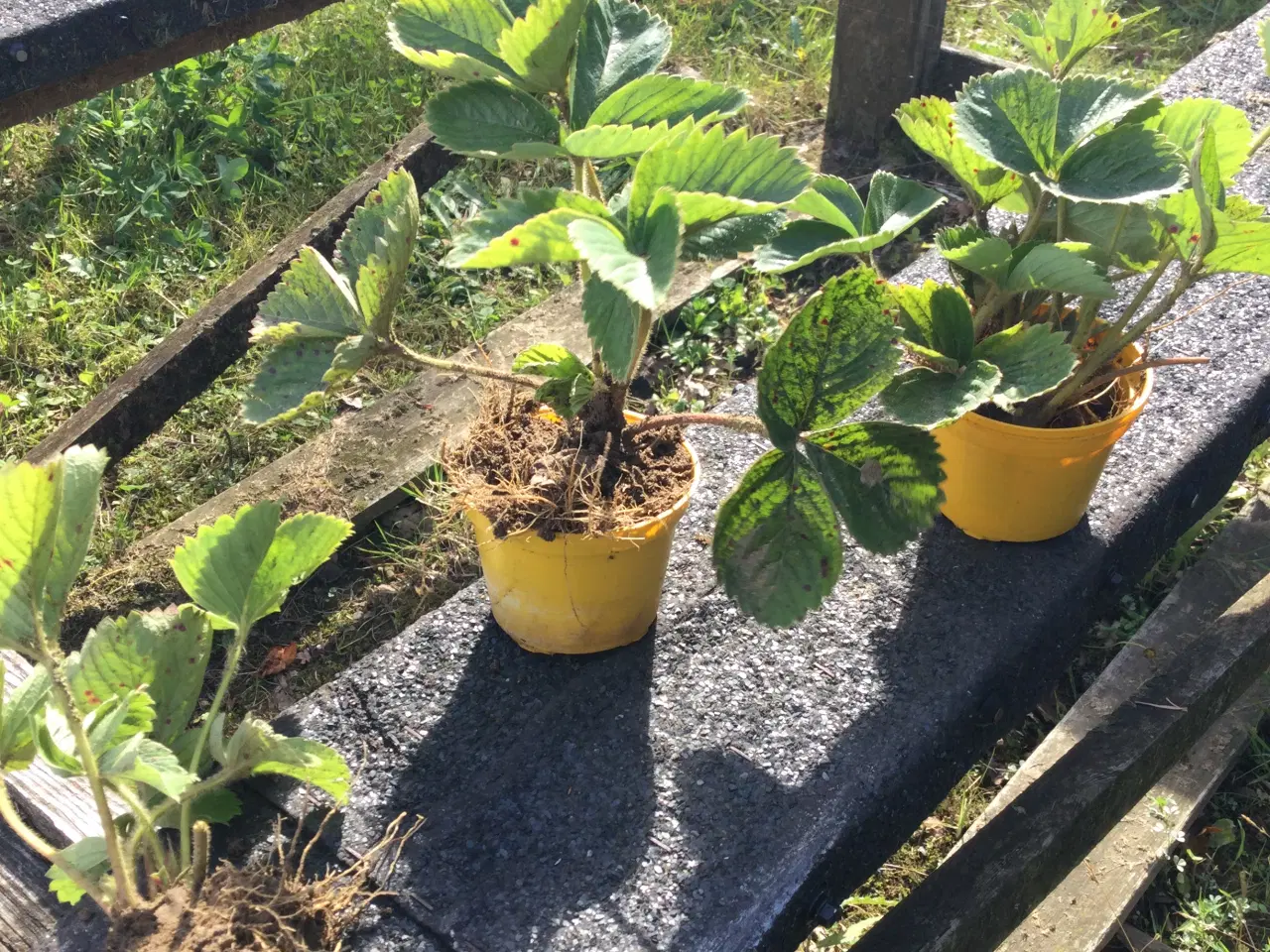 Billede 3 - Honnyeje jordbær planter sælges 4kr pr stk 