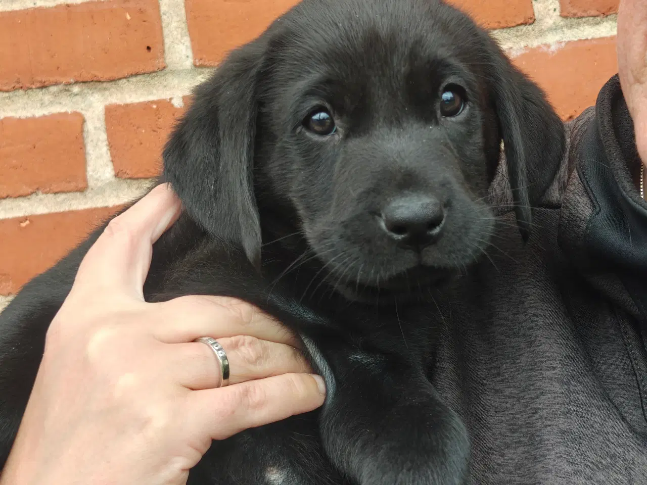 Billede 1 - Labrador formel 1 hvalp på 8 uger.