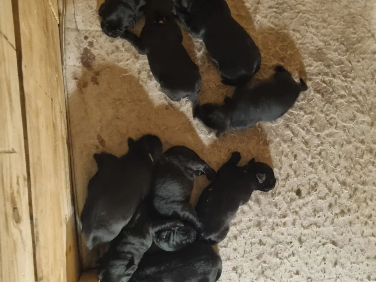Billede 2 - Formel 1 labrador 