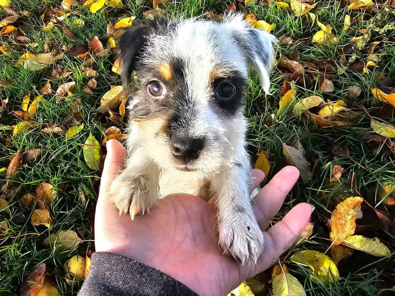 Billede 4 - Ren kærlighed