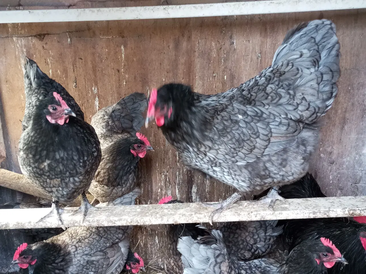 Billede 1 - Austrolops  Rugeæg 