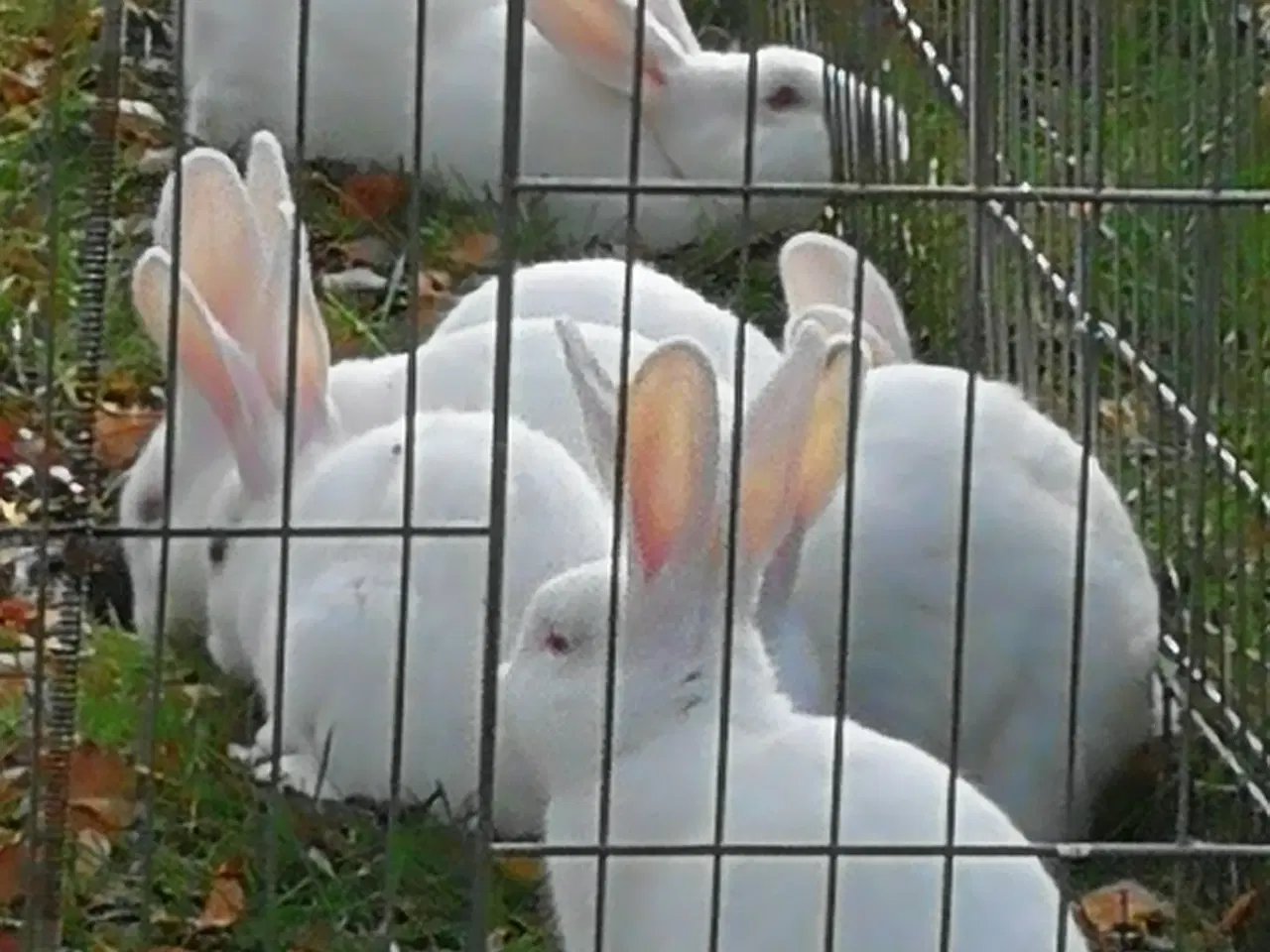 Billede 13 - Hvid Land kanin unger.