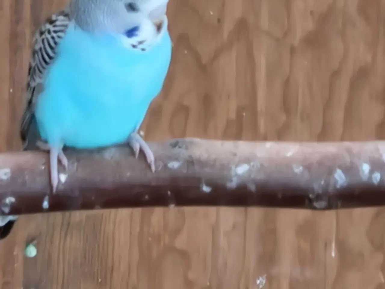 Billede 3 - Undulat unger