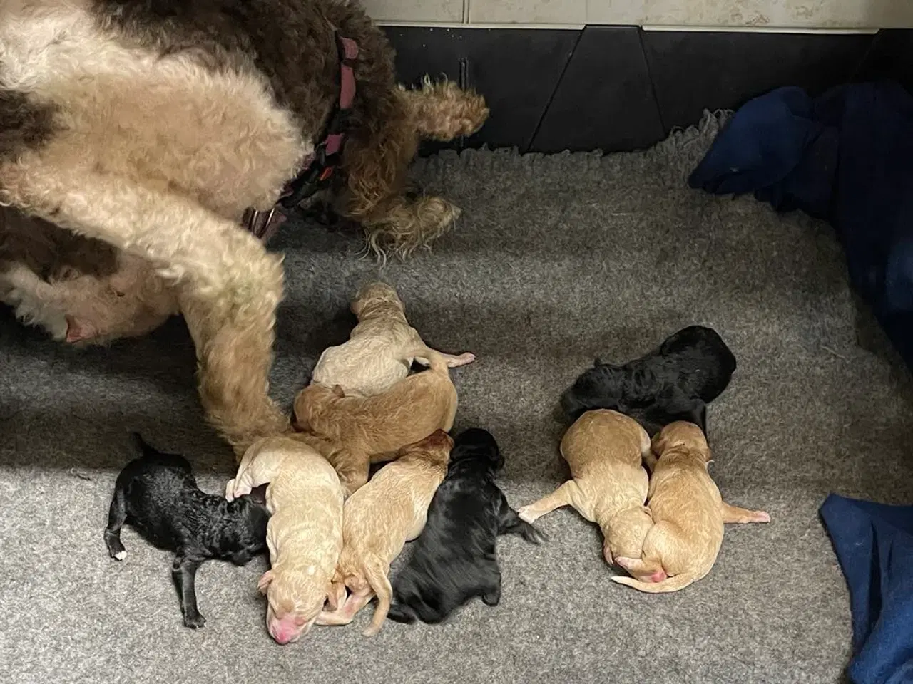 Billede 10 - Goldendoodle Mellem klar uge 40