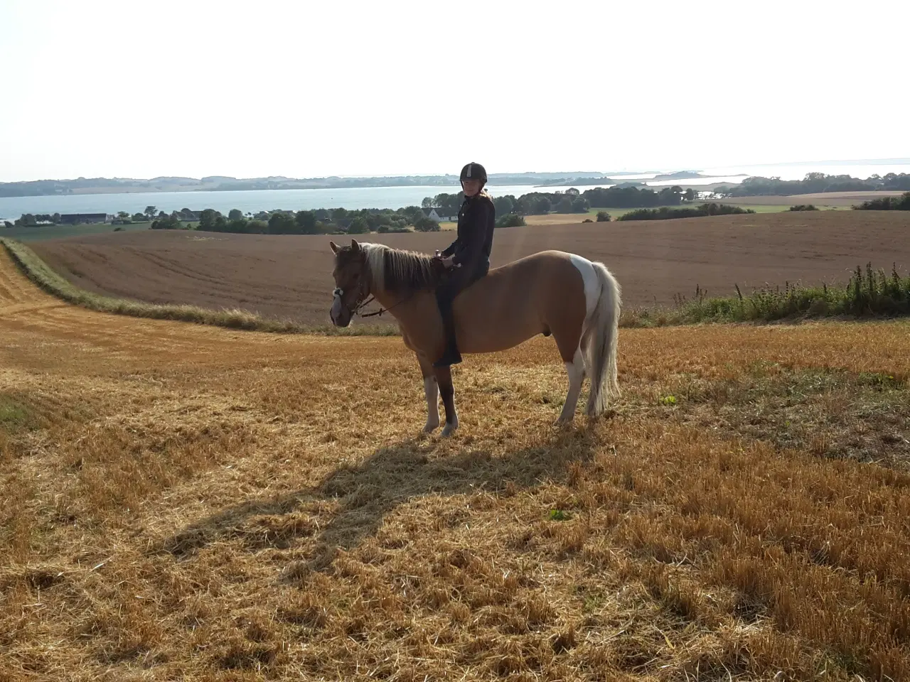 Billede 12 - Pinto/nordbakker blanding 