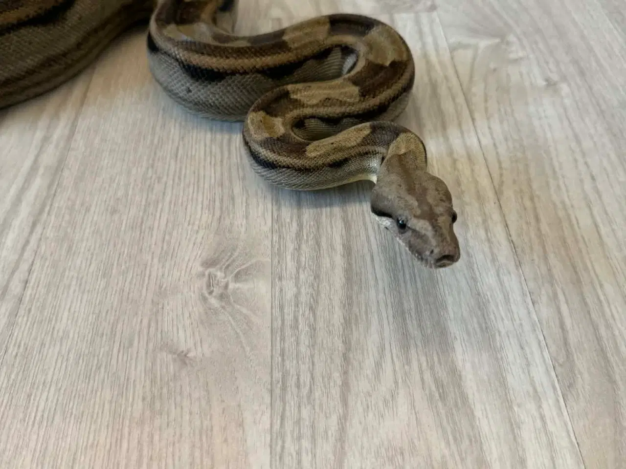 Billede 3 - To kongeboa 