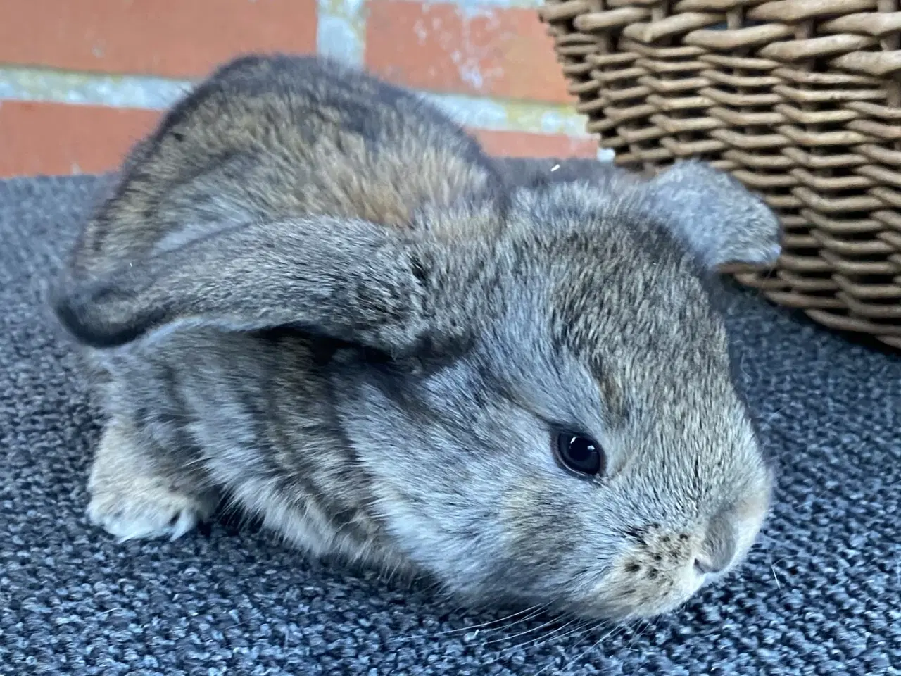 Billede 7 - FRANSK VÆDDER HUN VILDTGRÅ