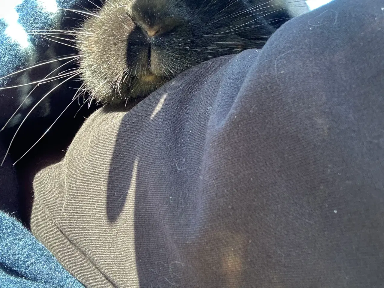 Billede 3 - Østrigsk Hopkanin / Kælekanin sælges