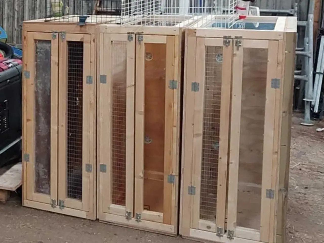 Billede 3 - Store marsvinebure på Sjælland & Jylland