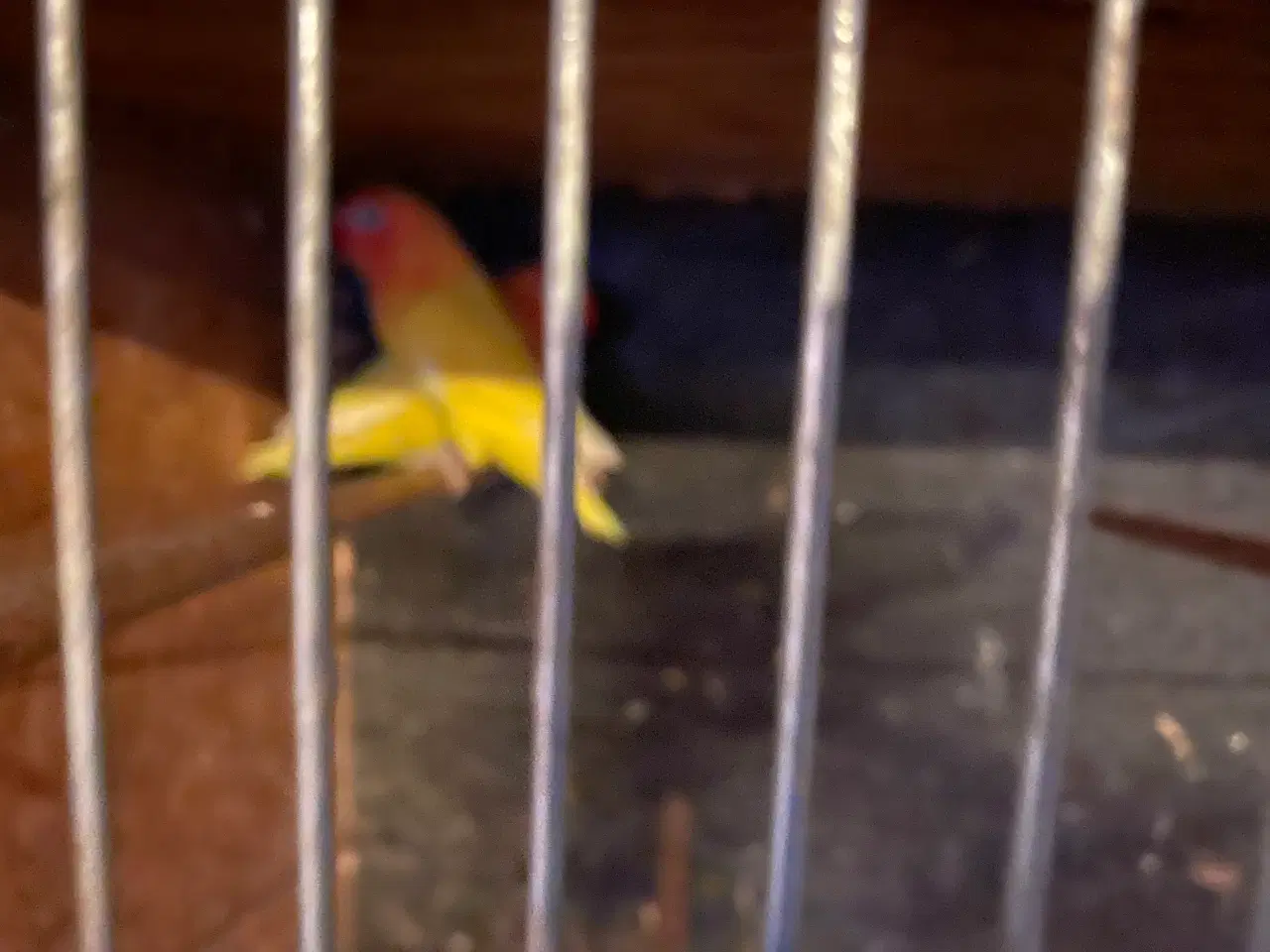 Billede 2 - Dværgpapegøjer 