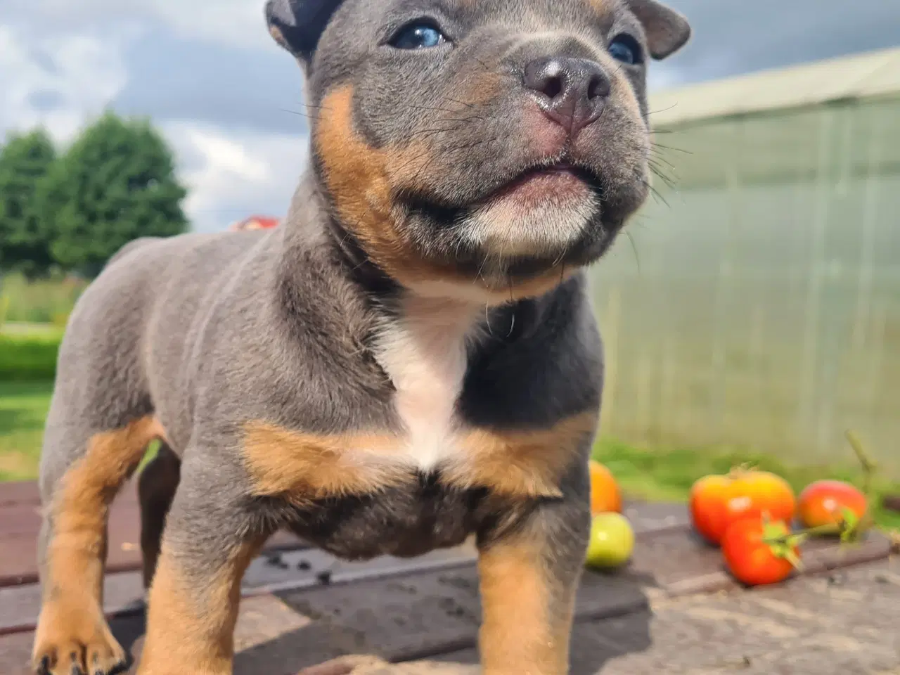 Billede 4 - American Bully Pocket Abkc Dreng 
