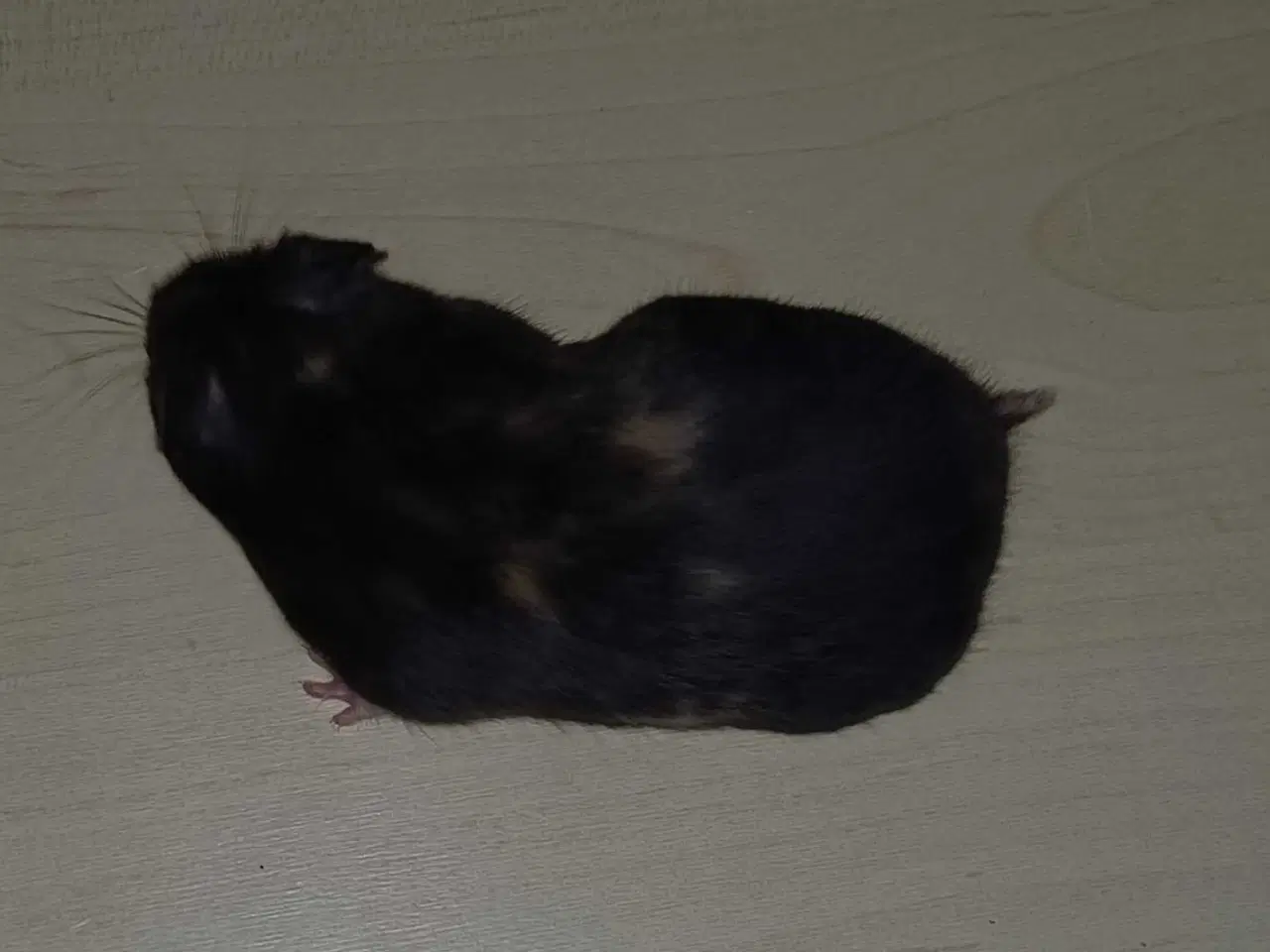 Billede 11 - Guldhamster unger 