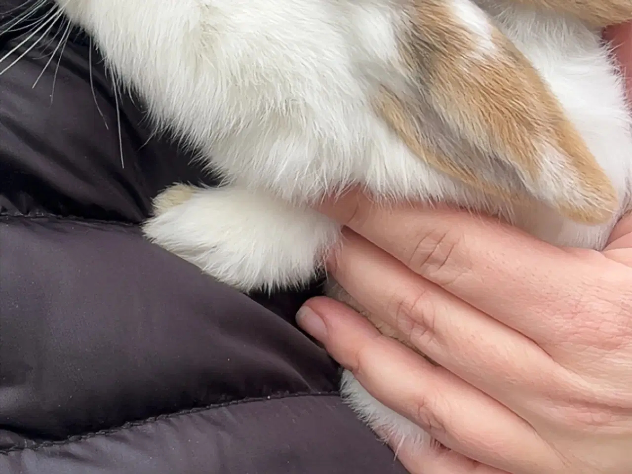 Billede 1 - Kanin unge 