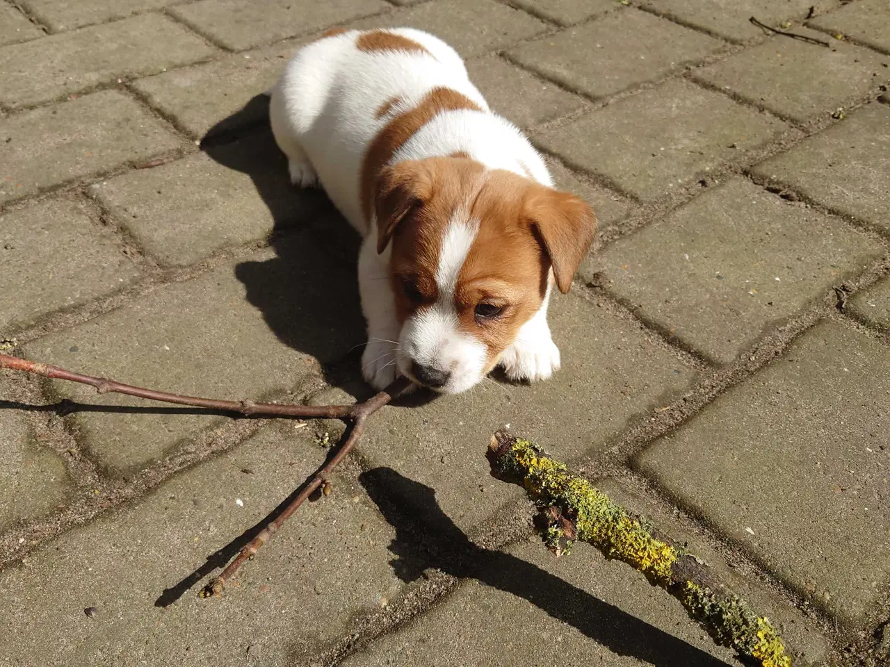 Billede 8 - Jack Russell hvalpe (lav benet type)