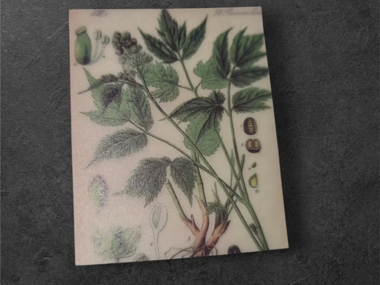 Billede 1 - Botanisk mini-tryk: Naturens elegance i miniature