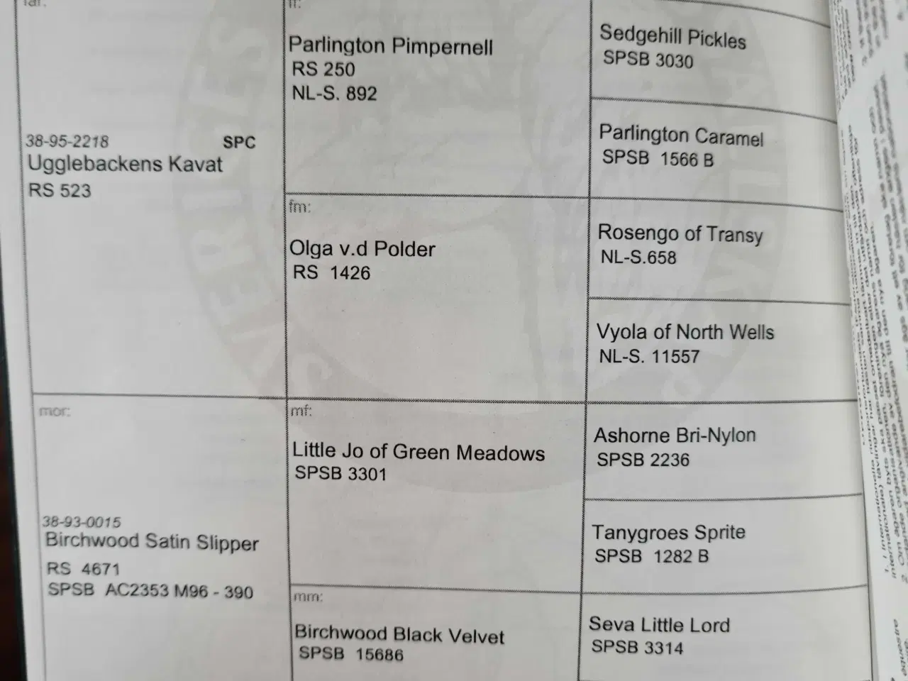 Billede 1 - Mini shetlænder