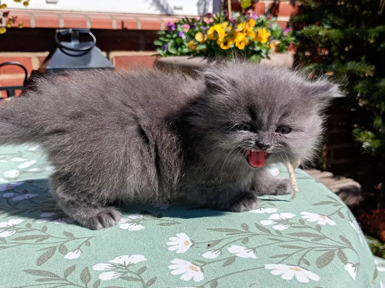 Billede 7 - British Longhair pige