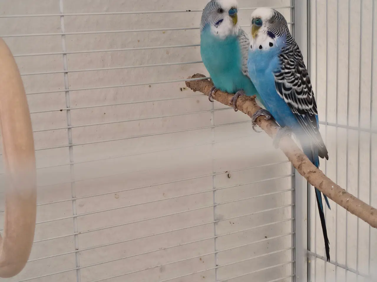 Billede 2 - To flotte fyre 