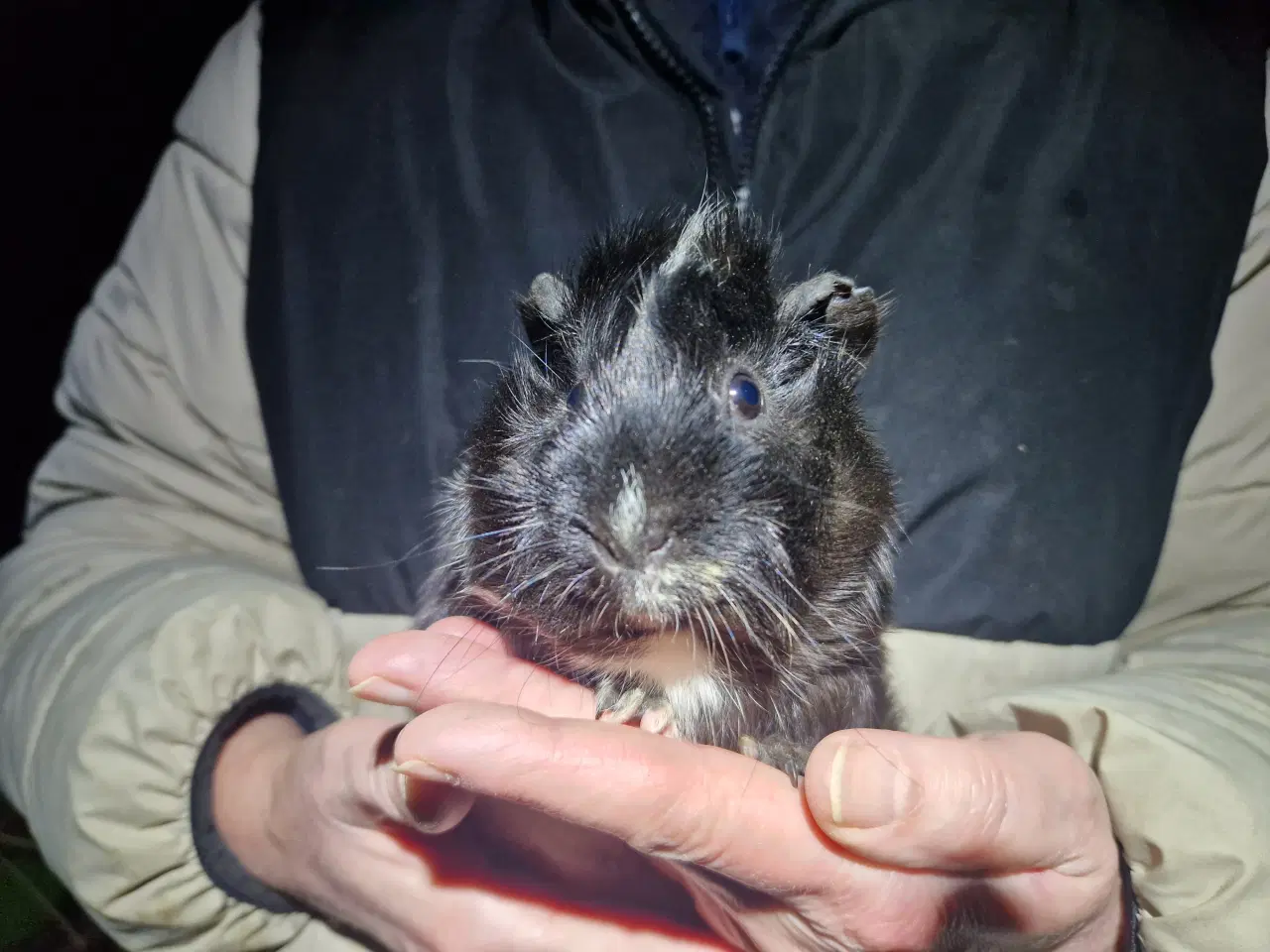 Billede 2 - 2 hun Rosette unger, søstre 