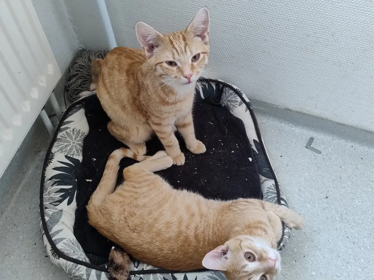 Billede 3 - Vidunderlige store orange killinger