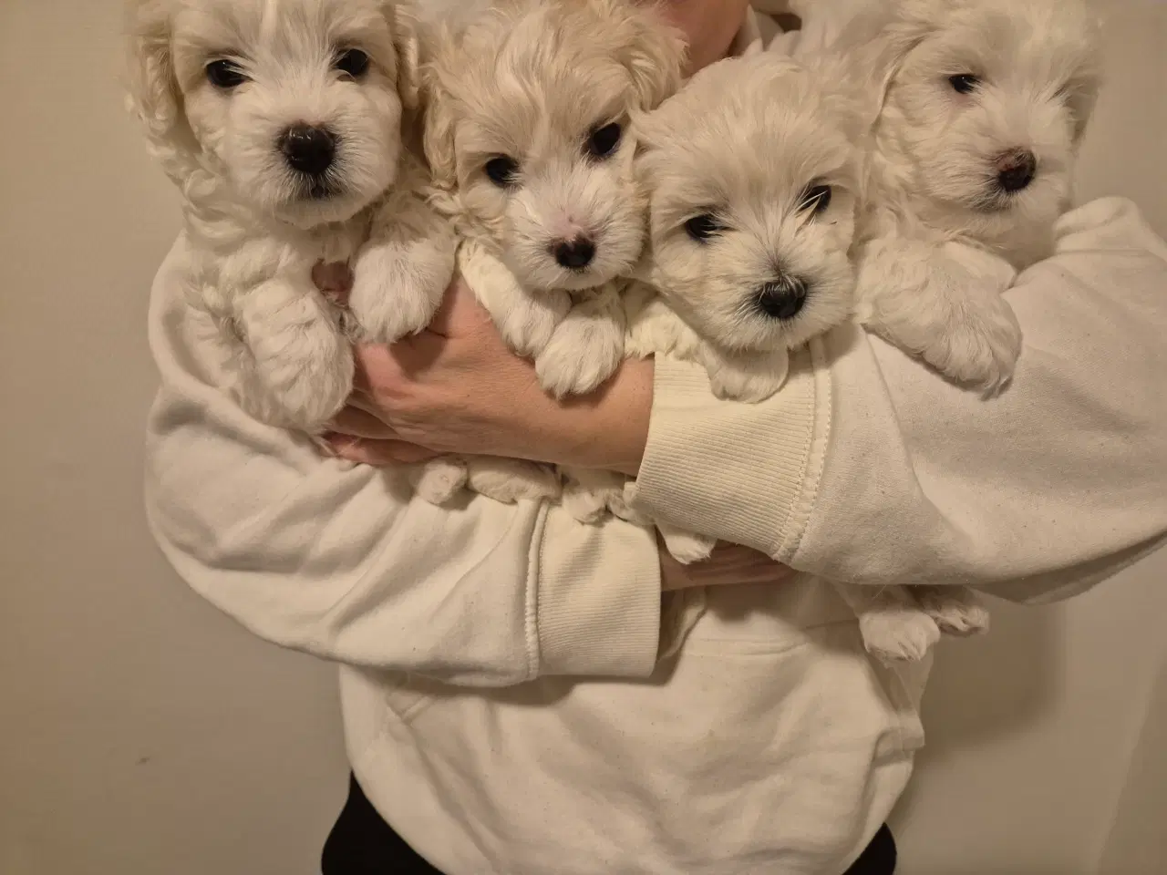 Billede 1 - Skønne malteserhvalpe søger deres nye